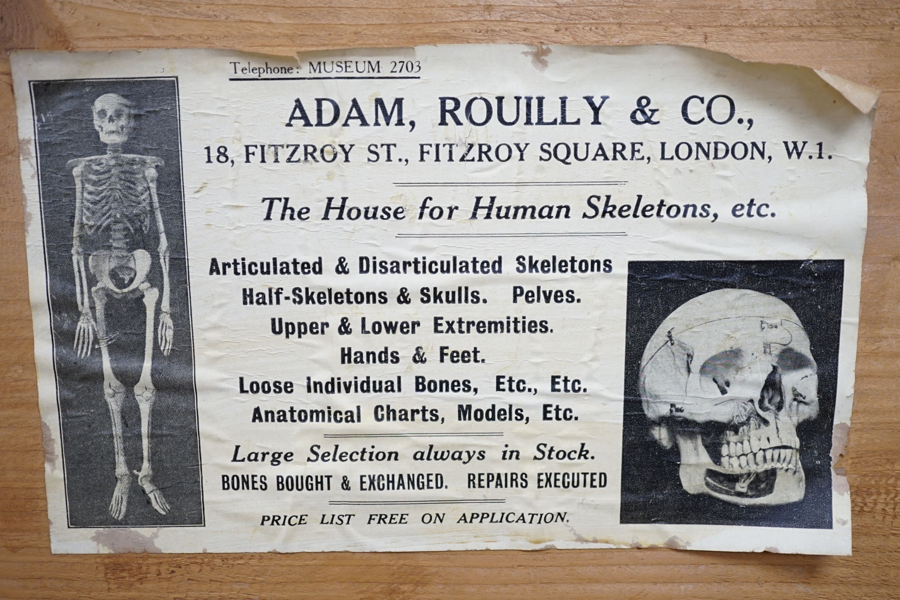 An early 20th century human half-skeleton, in original retailer's box of Adam Rouilly & Co., 18 Fitzroy St London W1 (may not be complete)